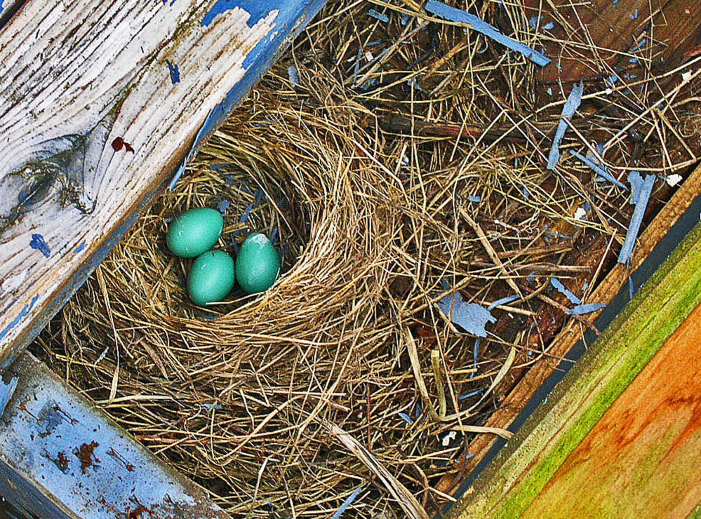 MINOLTA DIGITAL CAMERA